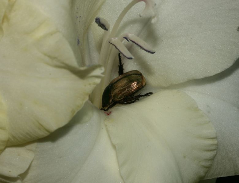 Mimela junii (da confermare)